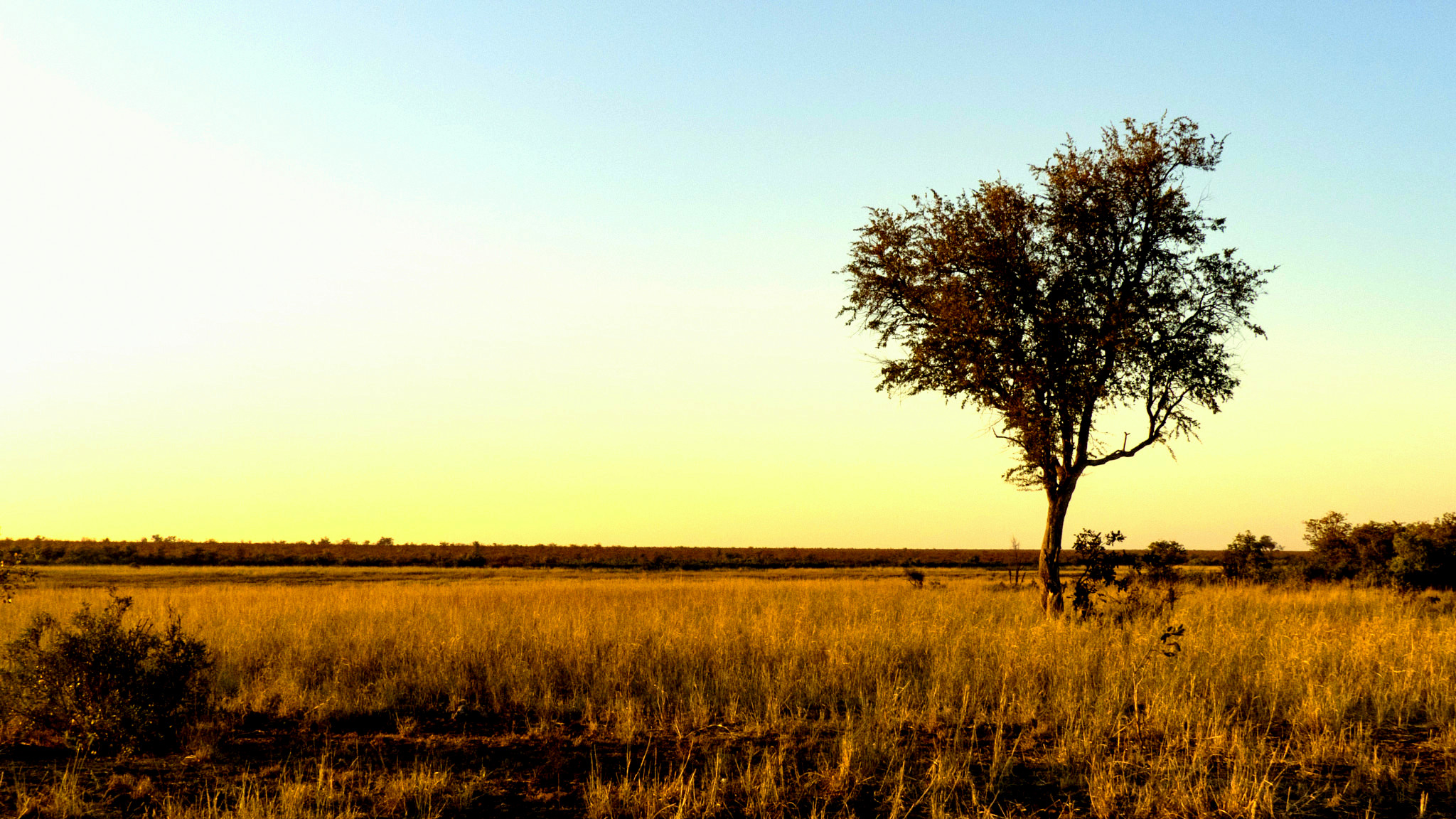 Savannah course in Africa